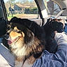 animal, backseat, blanket, car_interior, companion, cozy, daylight, dog, dogs, fence, furry, house, nature, outside, pet, relaxing, seatbelt, sunlight, trees, window