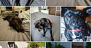 Titus participe au concours pour gagner de l'argent avec cette photo : animal, bed, black_dog, blanket, canine, casual, close_up, collage, flowers, garden, grass, home, indoor, outdoor, path, pet, playing, red_collar, resting, sunlight