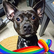 Titus participe au concours pour gagner de l'argent avec cette photo : animal, black_dog, canine, closeup, collar, colorful, curious, dog, domestic_animal, ears, floor, flooring, furniture, indoors, looking_up, mat, pet, portrait, rainbow_ribbon, table