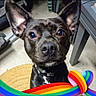 animal, black_dog, canine, closeup, collar, colorful, curious, dog, domestic_animal, ears, floor, flooring, furniture, indoors, looking_up, mat, pet, portrait, rainbow_ribbon, table