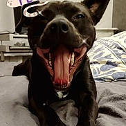 Titus a rejoint le concours — aidez-le/la à gagner de superbes lots ! dog, black_dog, pet, bed, blanket, indoor, happy, mouth_open, tongue, ears, animal, cute, lying_down, smiling, home, furniture, decor, photo_overlay, text_overlay, social_media