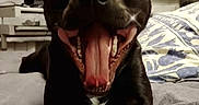 Titus a rejoint le concours — aidez-le/la à gagner de superbes lots ! dog, black_dog, pet, bed, blanket, indoor, happy, mouth_open, tongue, ears, animal, cute, lying_down, smiling, home, furniture, decor, photo_overlay, text_overlay, social_media