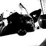 Titus participe au concours pour gagner de l'argent avec cette photo : animal, black_and_white, blanket, close_up, cozy, dog, ear, face, fur, furniture, guitar, head, home, indoor, looking, paw, pet, relaxed, resting, snout