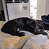 dog, black_dog, bed, bedding, blanket, indoor, cabinet, television, tv, sticker, love_you, resting, lying_down, pet, cozy, home, room, natural_light, fur, domestic_animal