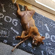 Emy a rejoint le concours — aidez-le/la à gagner de superbes lots ! animal, brown_dog, canine, closed_eyes, cute, dog, domestic_animal, ear, floor, indoor, lying_down, nose, paw, pet, puppy, relaxed, rug, sleeping, stick, wood_floor