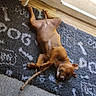 animal, brown_dog, canine, closed_eyes, cute, dog, domestic_animal, ear, floor, indoor, lying_down, nose, paw, pet, puppy, relaxed, rug, sleeping, stick, wood_floor