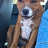 Emy participe au concours pour gagner de l'argent avec cette photo : dog, brown_dog, white_chest, car_interior, backseat, seat, paw, animal, pet, canine, sitting, unimpressed, window, human_arm, blue_sleeve, leather_seat, vehicle, closeup, indoor, companion