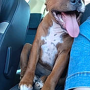 Emy a rejoint le concours — aidez-le/la à gagner de superbes lots ! dog, brown_dog, car_interior, car_seat, tongue_out, happy_dog, pet, animal, mammal, sitting, close_up, leather_seat, window, human_arm, casual_clothing, white_spots, four_paws, daylight, travel, companion