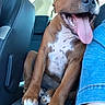 dog, brown_dog, car_interior, car_seat, tongue_out, happy_dog, pet, animal, mammal, sitting, close_up, leather_seat, window, human_arm, casual_clothing, white_spots, four_paws, daylight, travel, companion
