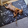 Emy a rejoint le concours — aidez-le/la à gagner de superbes lots ! animal, brown, carpet, cozy, cute, dog, domestic_animal, floor, home, indoor, lying_down, open_door, pet, puppy, relaxed, rug, sleeping, stick, text_on_rug, wooden_floor