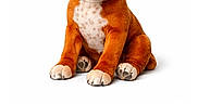 Emy a rejoint le concours — aidez-le/la à gagner de superbes lots ! animated_dog, puppy, smiling, tongue_out, white_background, mobile_app, button, text, user_interface, download_button, share_button, blue_button, orange_button, green_button, french_text, avatar, profile_picture, icon, navigation_bar, pet