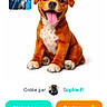 animated_dog, puppy, smiling, tongue_out, white_background, mobile_app, button, text, user_interface, download_button, share_button, blue_button, orange_button, green_button, french_text, avatar, profile_picture, icon, navigation_bar, pet