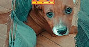 Emy participe au concours pour gagner de l'argent avec cette photo : animal, brown, cozy, crown_sticker, cute, digital_overlay, dog, ears, face, floor, indoors, looking_up, nose, paws, pet, playful, portrait, puppy, teal_fabric, wooden_floor