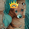 animal, brown, cozy, crown_sticker, cute, digital_overlay, dog, ears, face, floor, indoors, looking_up, nose, paws, pet, playful, portrait, puppy, teal_fabric, wooden_floor
