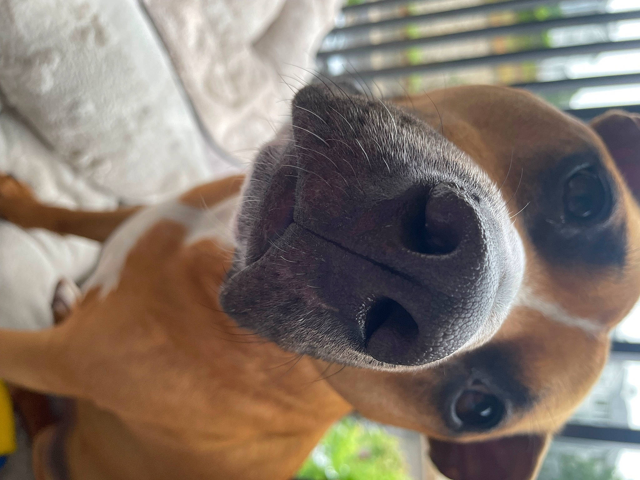 Noodle is registered to the contest to win money with this photo: canidae, carnivore, companion_dog, dog, dog_breed, ear, fawn, head, liver, metal, plant, snout, sporting_group, stuffed_toy, tail, terrestrial_animal, toy, whiskers, working_animal, wrinkle