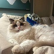 Albert joined the competition — help win amazing prizes! cat, fluffy, long_hair, blue_eyes, pink_nose, whiskers, paws, relaxed, lounging, couch, cushion, blanket, indoor, home, living_room, portrait, pet, soft_fur, mountain_art, cozy