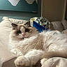 cat, fluffy, long_hair, blue_eyes, pink_nose, whiskers, paws, relaxed, lounging, couch, cushion, blanket, indoor, home, living_room, portrait, pet, soft_fur, mountain_art, cozy
