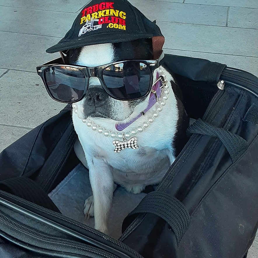 Iva is registered to the contest to win money with this photo: accessories, adult, animal, architecture, building, canine, clothing, dog, face, footwear, hat, head, male, man, person, pet, photography, portrait, shoe, sunglasses