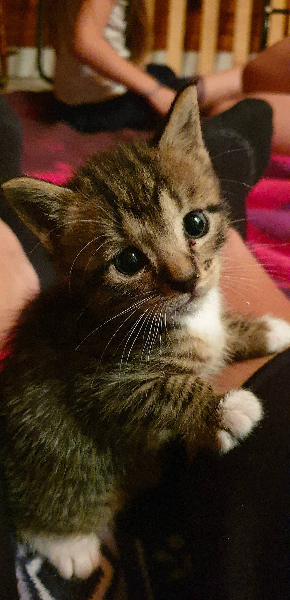 Pio a rejoint le concours — aidez-le/la à gagner de superbes lots ! aegean_cat, american_shorthair, american_wirehair, asian, carnivore, cat, domestic_short_haired_cat, dragon_li, european_shorthair, felidae, fur, kitten, mammal, norwegian_forest_cat, polydactyl_cat, small_to_medium_sized_cats, snout, tabby_cat, vertebrate, whiskers