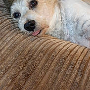 Bentley is registered to the contest to win money with this photo: animal, armchair, bodypart, canine, chair, cockerspaniel, couch, cushion, dog, furniture, goldenretriever, homedecor, hound, mouth, person, pet, poodle, puppy, terrier, wood