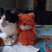 Kaszotek a rejoint le concours — aidez-le/la à gagner de superbes lots ! cat, black_and_white, stuffed_toy, orange, table, bottle, water, snack, kiwi, map, indoor, fruit, plastic_bottle, toy, paper, wrapping, food, curious, pet, feline