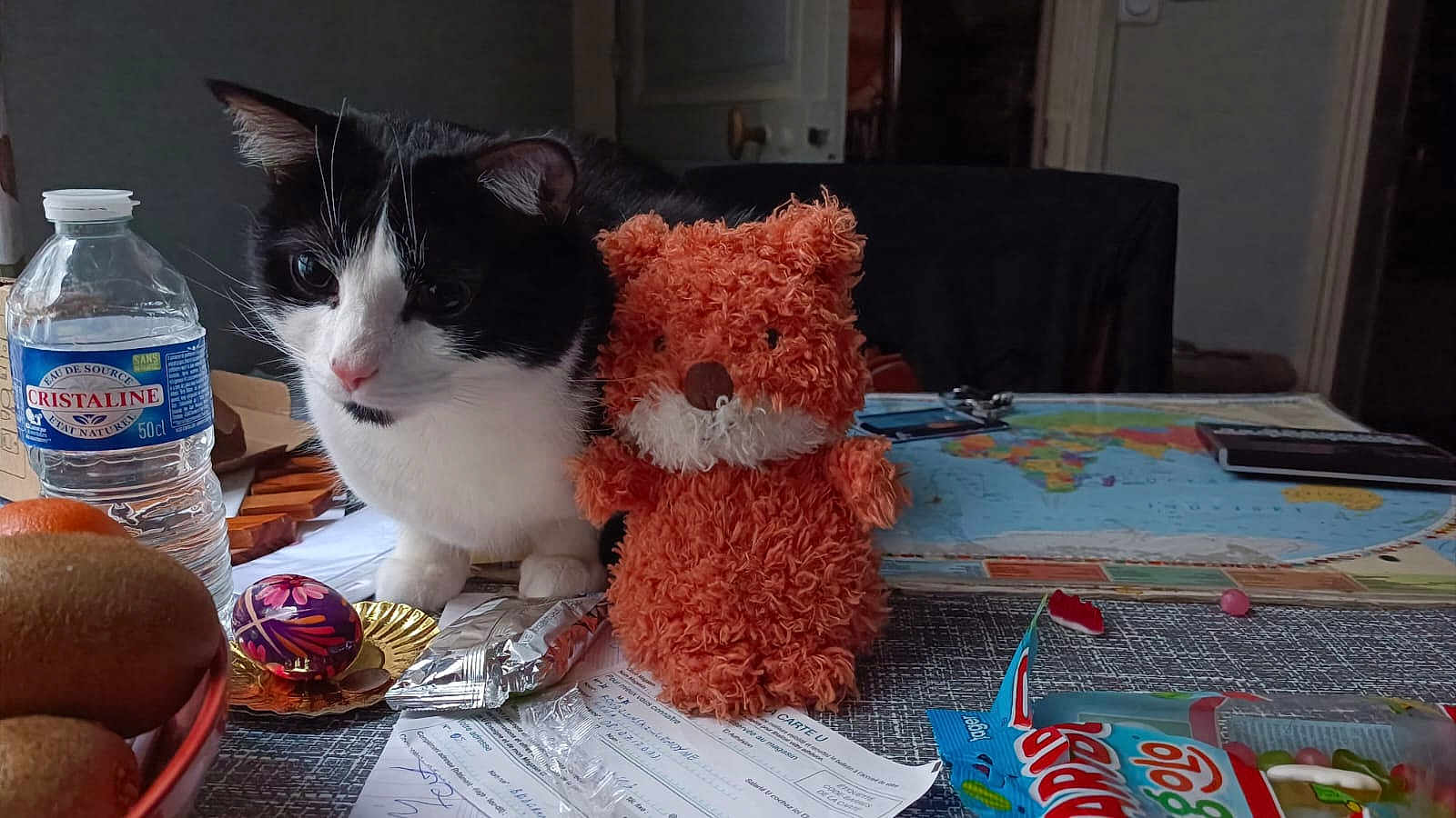 Kaszotek a rejoint le concours — aidez-le/la à gagner de superbes lots ! cat, black_and_white, stuffed_toy, orange, table, bottle, water, snack, kiwi, map, indoor, fruit, plastic_bottle, toy, paper, wrapping, food, curious, pet, feline
