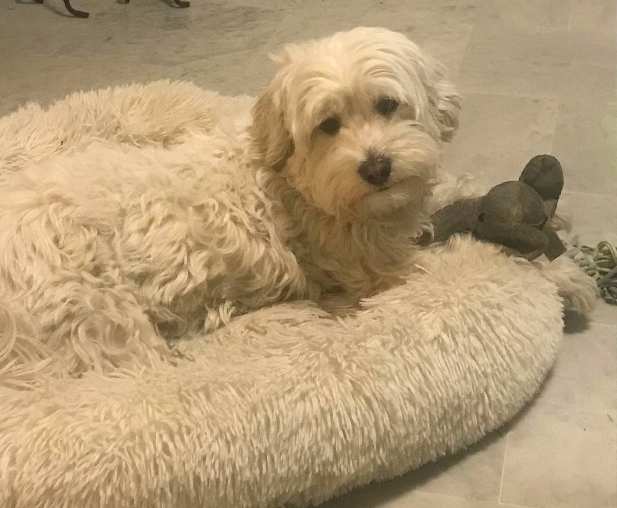 Arsouille participe au concours pour gagner de l'argent avec cette photo : canidae, carnivore, comfort, companion_dog, couch, dog, dog_breed, dog_supply, fur, labradoodle, maltepoo, poodle_crossbreed, puppy_love, small_terrier, sporting_group, terrier, toy_dog, water_dog, working_animal, yorkipoo