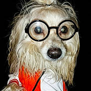 Marcus Shouse is registered to the contest to win money with this photo: animal, black_background, costume, cute, dog, domestic_animal, eyewear, face, fashion, funny, fur, glasses, long_fur, mammal, orange_jacket, pet, portrait, topknot, wavy_fur, white_jacket