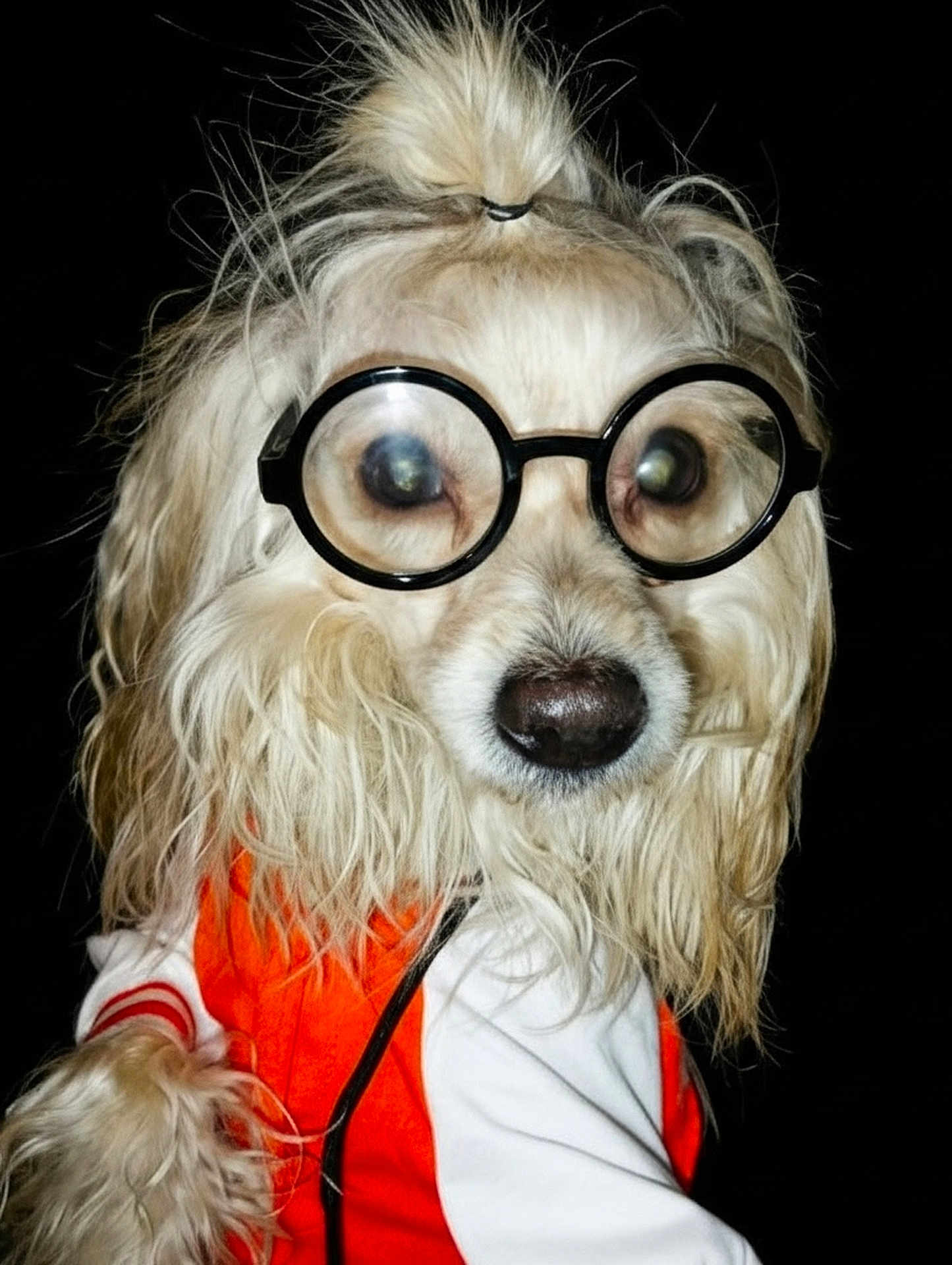 Marcus Shouse is registered to the contest to win money with this photo: animal, black_background, costume, cute, dog, domestic_animal, eyewear, face, fashion, funny, fur, glasses, long_fur, mammal, orange_jacket, pet, portrait, topknot, wavy_fur, white_jacket