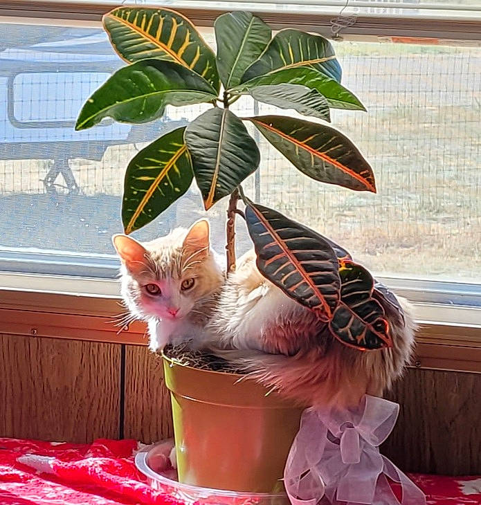 Angel Gabriyl is registered to the contest to win money with this photo: basket, carnivore, cat, domestic_short_haired_cat, fawn, felidae, flowerpot, fur, houseplant, peach, plant, sitting, small_to_medium_sized_cats, snout, tail, tree, whiskers, window, window_blind, wood