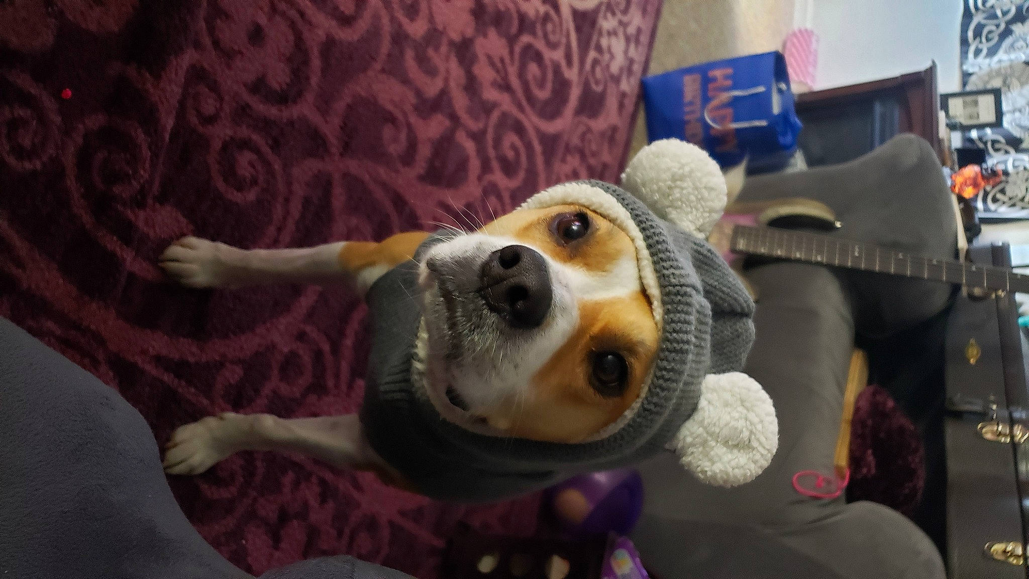 Luna is registered to the contest to win money with this photo: animated_cartoon, animation, canidae, carnivore, companion_dog, dog, dog_breed, fawn, flooring, fun, fur, paw, plush, smile, snout, sporting_group, stuffed_toy, toy, whiskers, working_animal