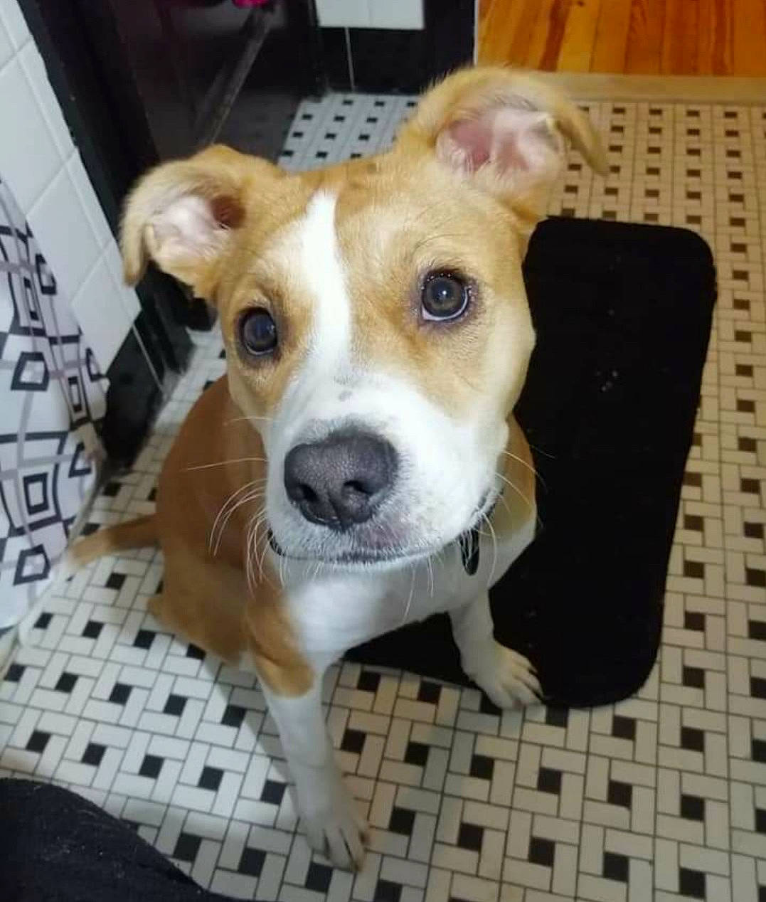 Luna is registered to the contest to win money with this photo: ancient_dog_breeds, canidae, carnivore, collar, companion_dog, dog, dog_breed, dog_supply, fawn, flooring, fur, hardwood, ingredient, pet_supply, snout, sporting_group, terrier, whiskers, wood, working_animal