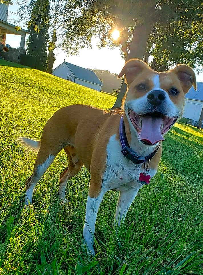 Luna is registered to the contest to win money with this photo: carnivore, collar, companion_dog, dog, dog_breed, dog_collar, dog_supply, fawn, grass, hound, leash, light, plant, sky, snout, sporting_group, tail, tree, whiskers, working_animal