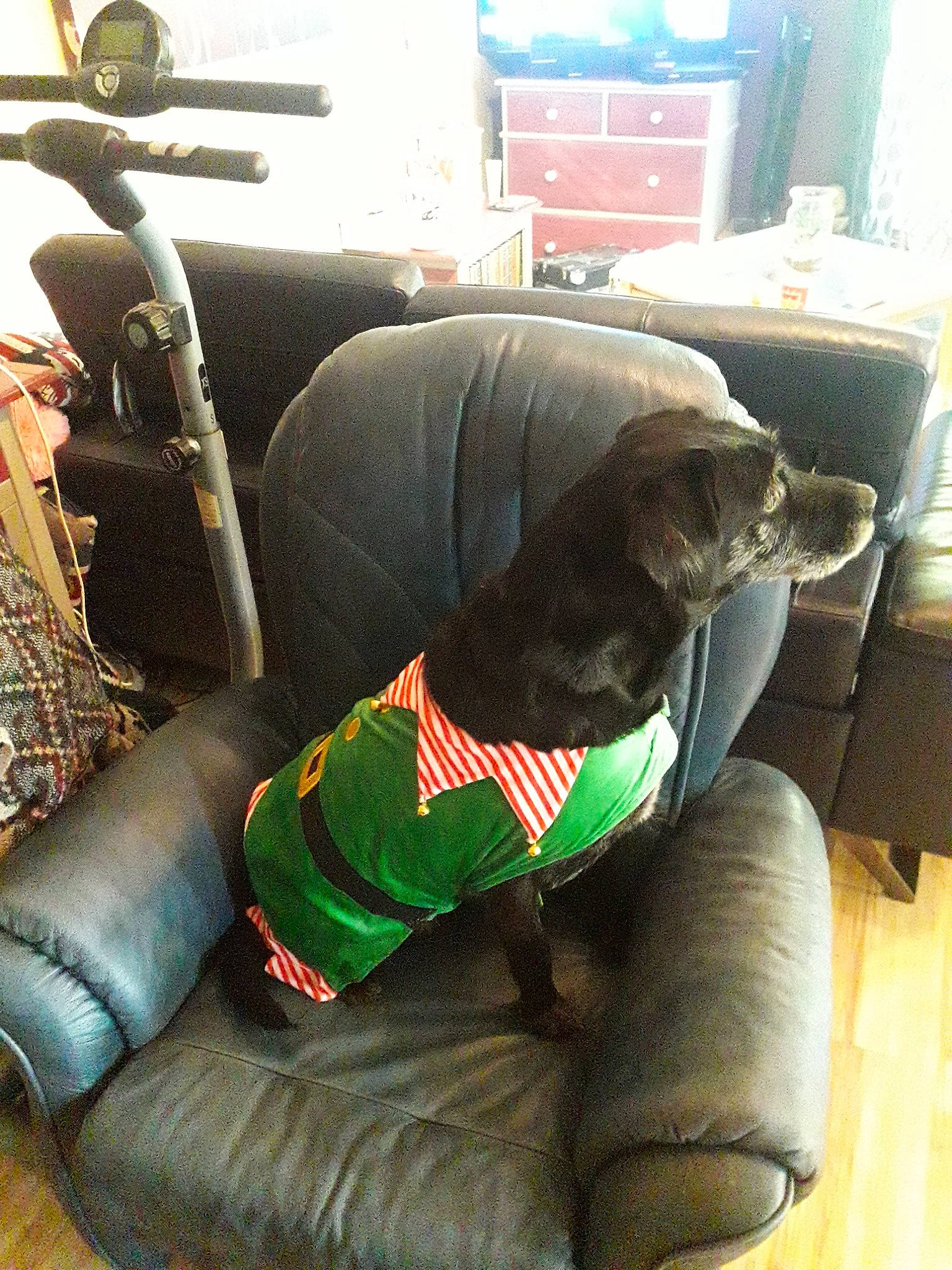 Hibis participe au concours pour gagner de l'argent avec cette photo : canidae, carnivore, chair, comfort, companion_dog, dog, dog_breed, furniture, sporting_group