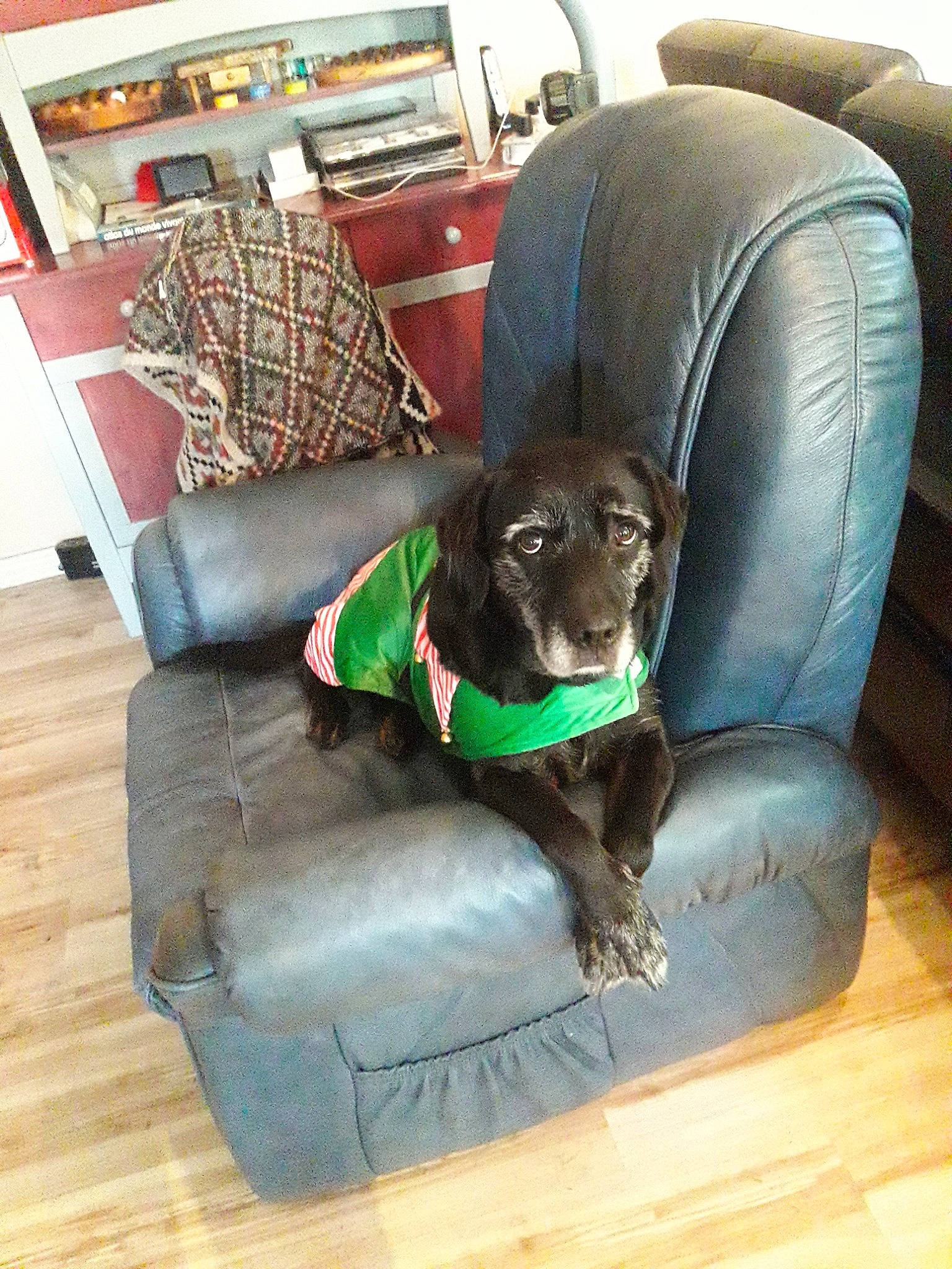 Hibis a rejoint le concours — aidez-le/la à gagner de superbes lots ! canidae, carnivore, chair, comfort, companion_dog, couch, dog, dog_bed, dog_breed, floor, furniture, german_shorthaired_pointer, labrador_retriever, liver, patterdale_terrier, pointer, pointing_breed, puppy, sporting_group, weimaraner