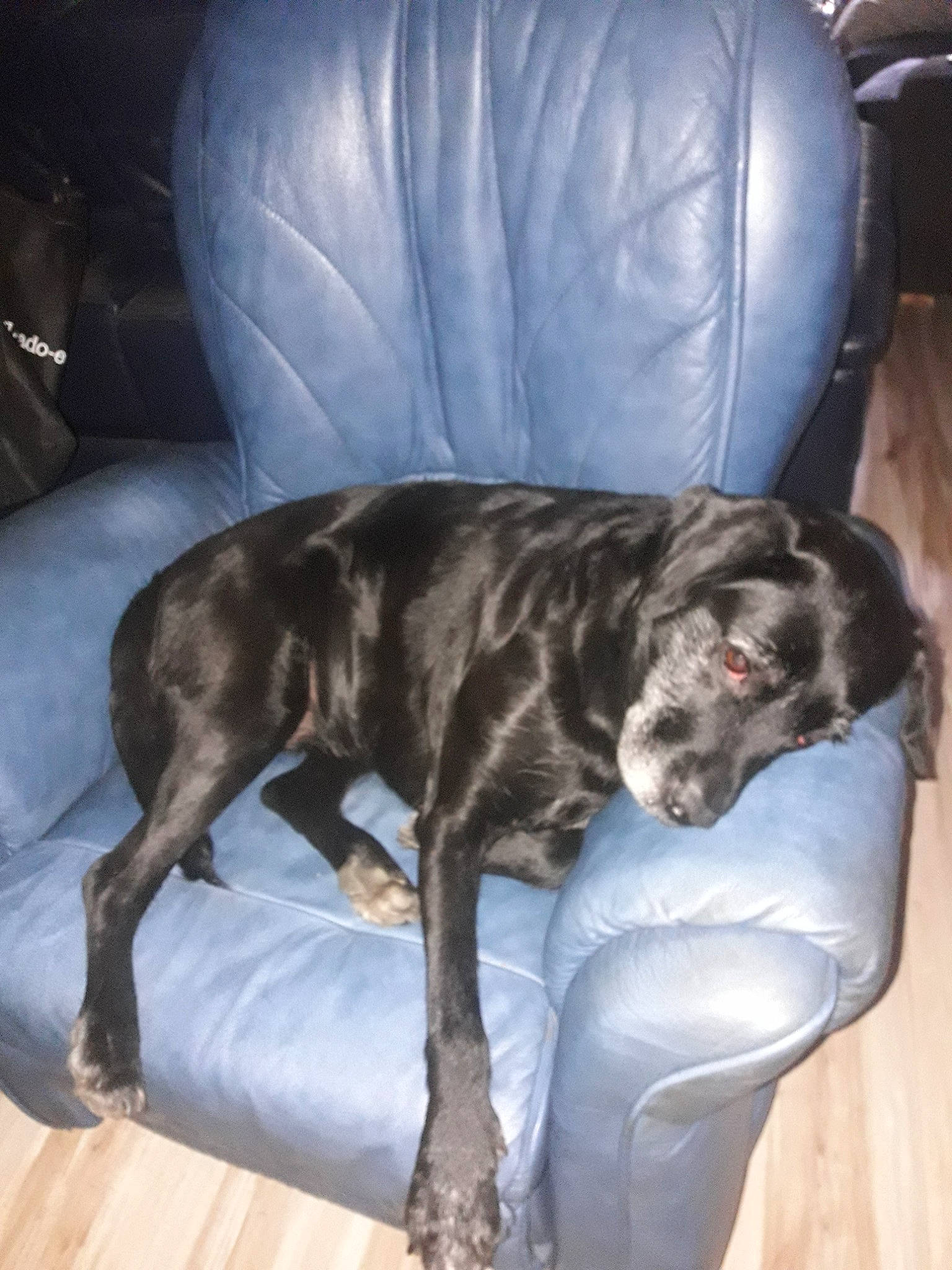 Hibis a rejoint le concours — aidez-le/la à gagner de superbes lots ! alaunt, cane_corso, canidae, carnivore, dog, dog_breed, fawn, great_dane, guard_dog, lurcher, mammal, non_sporting_group, sporting_group, tail, vertebrate