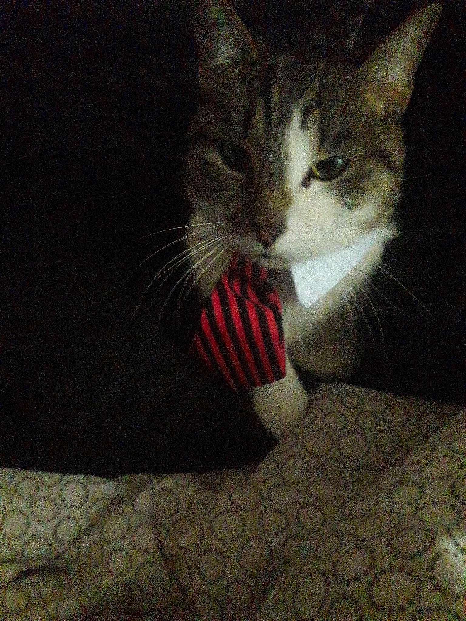 Mallow a rejoint le concours — aidez-le/la à gagner de superbes lots ! aegean_cat, american_wirehair, asian, black_and_white, carnivore, cat, domestic_short_haired_cat, european_shorthair, felidae, kitten, nose, polydactyl_cat, small_to_medium_sized_cats, snout, tabby_cat, whiskers