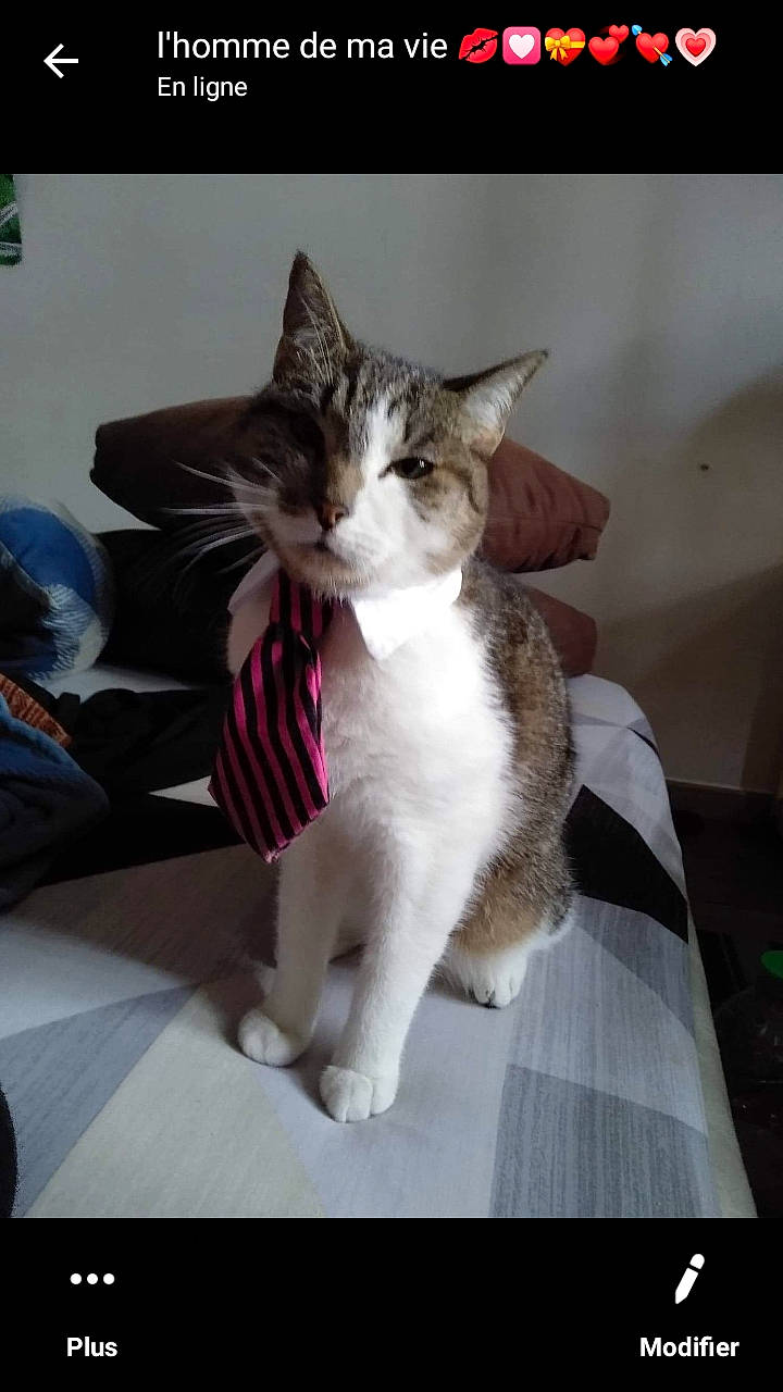 Mallow participe au concours pour gagner de l'argent avec cette photo : aegean_cat, carnivore, cat, domestic_short_haired_cat, european_shorthair, felidae, kitten, mammal, photo_caption, small_to_medium_sized_cats, tail, whiskers