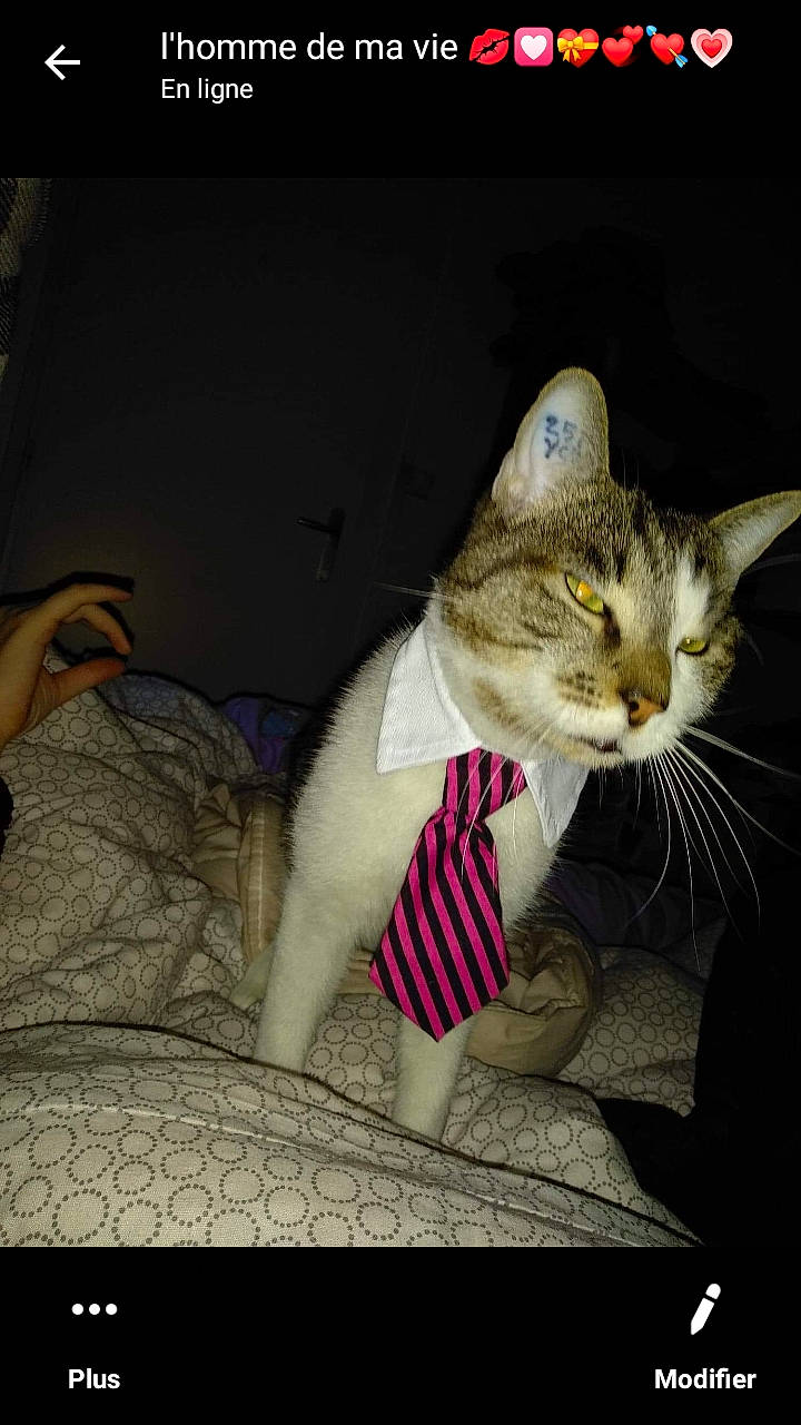 Mallow participe au concours pour gagner de l'argent avec cette photo : aegean_cat, american_shorthair, american_wirehair, asian, burmilla, carnivore, cat, domestic_short_haired_cat, ear, european_shorthair, fawn, felidae, kitten, photo_caption, singapura, small_to_medium_sized_cats, tabby_cat, whiskers