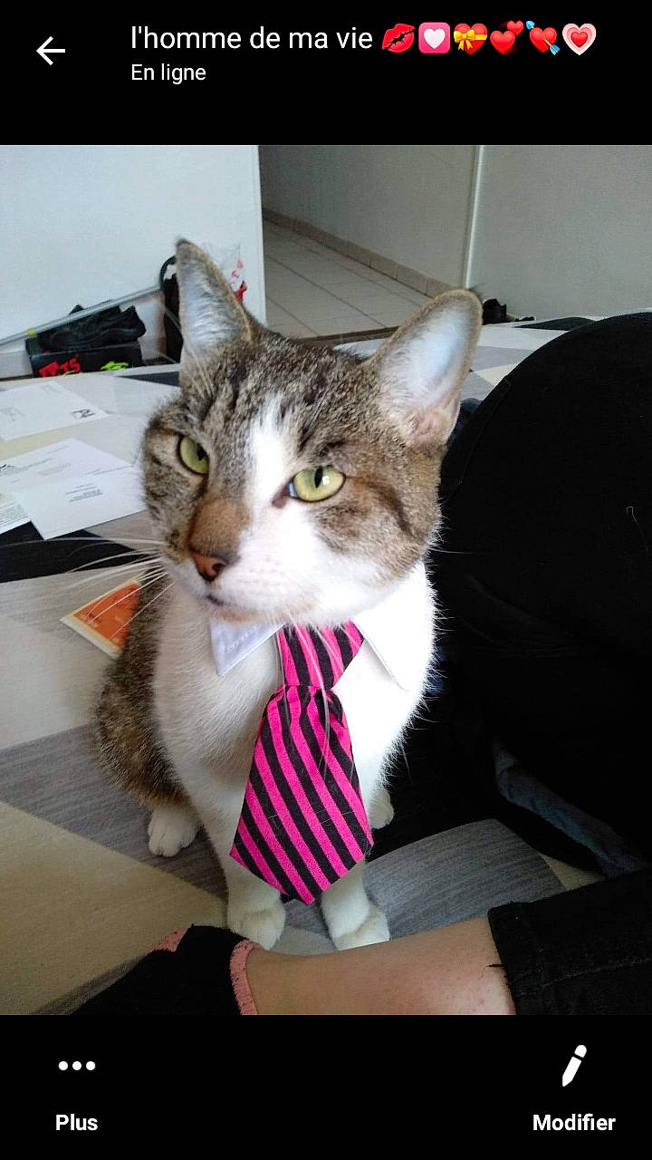 Mallow participe au concours pour gagner de l'argent avec cette photo : aegean_cat, american_shorthair, american_wirehair, asian, carnivore, cat, domestic_short_haired_cat, european_shorthair, felidae, kitten, mammal, photo_caption, small_to_medium_sized_cats, tabby_cat, whiskers