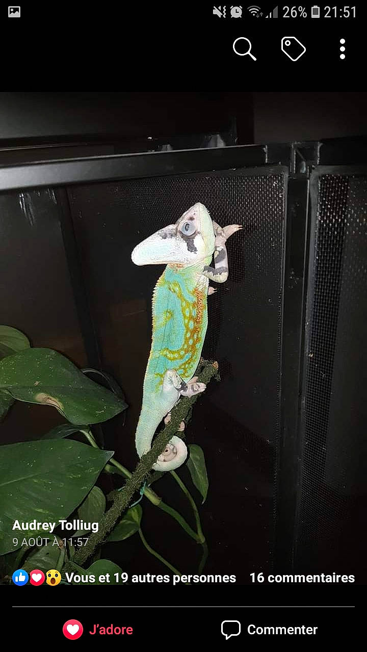 Wasabi a rejoint le concours — aidez-le/la à gagner de superbes lots ! _anole, adaptation, anole, chameleon, dragon_lizard, gecko, green_iguana, iguana, iguania, iguanidae, lizard, reptile, scaled_reptile