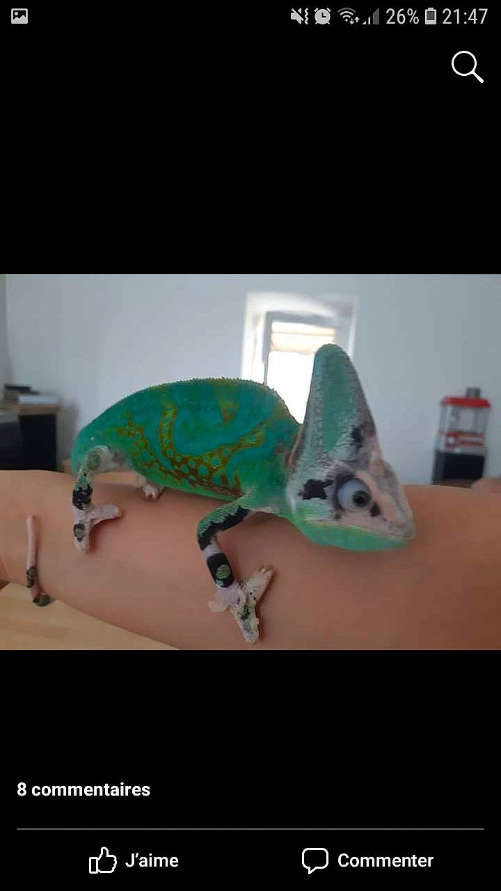 Wasabi a rejoint le concours — aidez-le/la à gagner de superbes lots ! chameleon, dinosaur, lizard, reptile