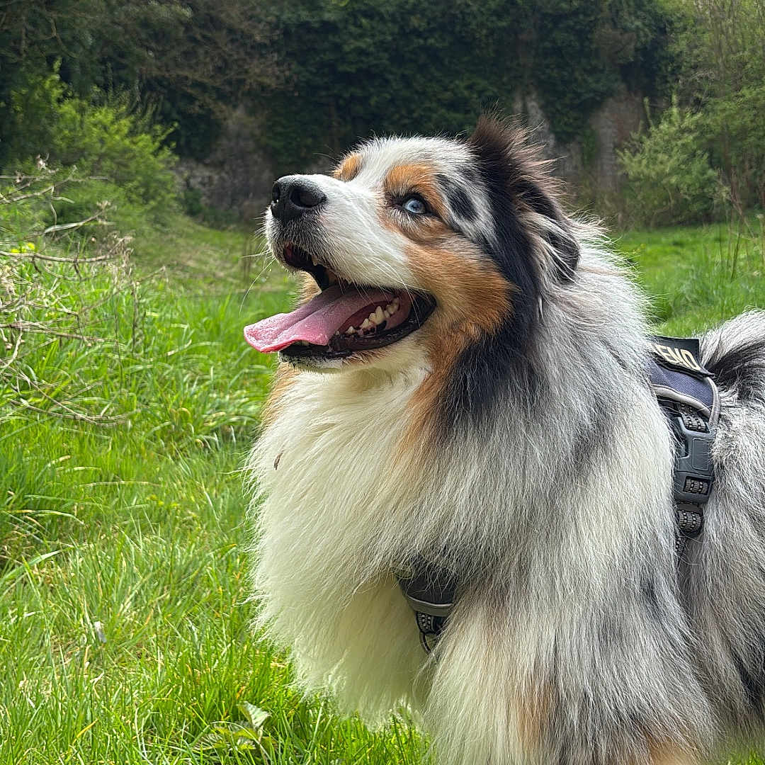 Snow participe au concours pour gagner de l'argent avec cette photo : accessories, animal, canine, cockerspaniel, collie, dog, field, grass, grassland, lawn, leash, nature, outdoors, papillon, pet, plant, puppy, strap, tree, vegetation