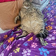 Levi is registered to the contest to win money with this photo: cat, tabby_cat, bed, blanket, pillow, indoor, pet, fur, animal, relaxed, resting, colorful, pattern, paw_print, cozy, cute, domestic_animal, sleeping_area, feline, comfort