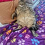 cat, tabby_cat, bed, blanket, pillow, indoor, pet, fur, animal, relaxed, resting, colorful, pattern, paw_print, cozy, cute, domestic_animal, sleeping_area, feline, comfort