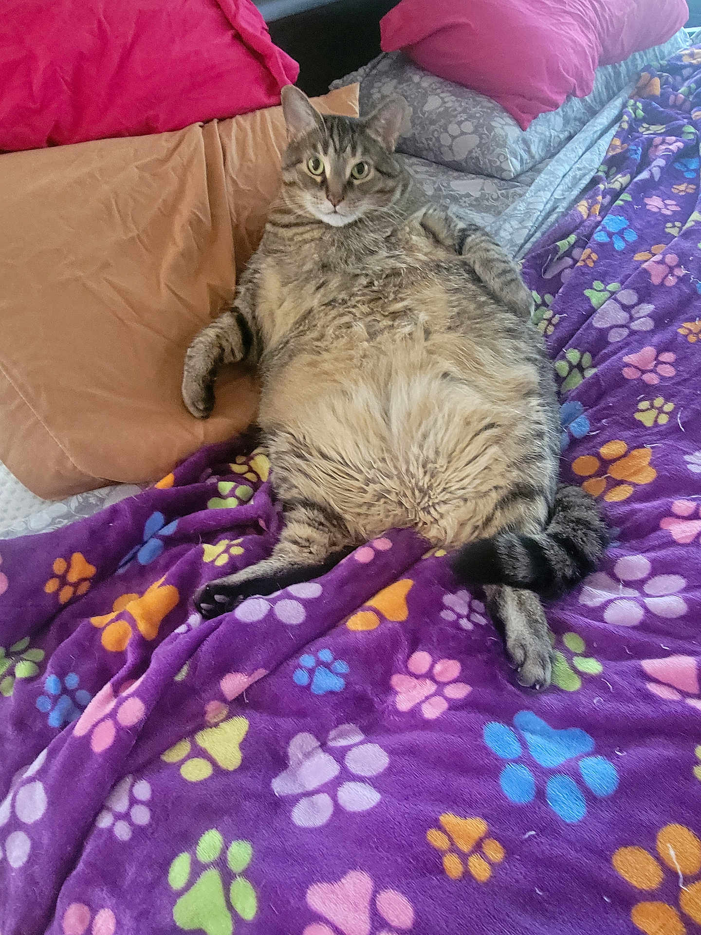 Levi is registered to the contest to win money with this photo: cat, tabby_cat, bed, blanket, pillow, indoor, pet, fur, animal, relaxed, resting, colorful, pattern, paw_print, cozy, cute, domestic_animal, sleeping_area, feline, comfort