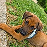 animal, brown, canine, closeup, collar, cute, daylight, dog, ears, grass, grass_field, laying, nature, nose, outdoor, paw, pet, puppy, walkway, young