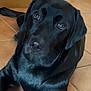 dog, labrador, black_dog, indoor, tile_floor, pet, animal, canine, looking_up, lying_down, floor, cabinet, door, domestic, friendly, companion, fur, ears, eyes, nose