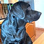 dog, black_dog, pet, animal, indoor, kitchen, wooden_cabinet, oven, chair, table, side_view, canine, domestic_animal, fur, looking_away, furniture, home, household, waiting, curious