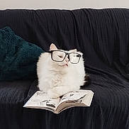 Tsuki participe au concours pour gagner de l'argent avec cette photo : animal, black_couch, book, cat, couch, cozy, curious, cute, domestic, feline, fluffy, funny, glasses, home, indoor, pet, pillow, reading, relaxing, white_cat